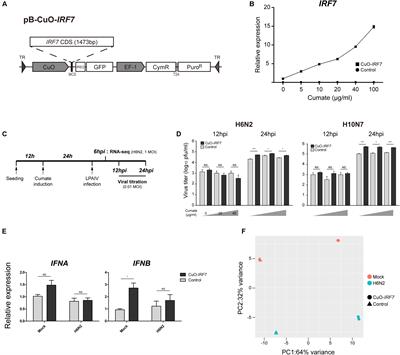 Overexpression of Chicken IRF7 Increased Viral Replication and Programmed Cell Death to the Avian Influenza Virus Infection Through TGF-Beta/FoxO Signaling Axis in DF-1